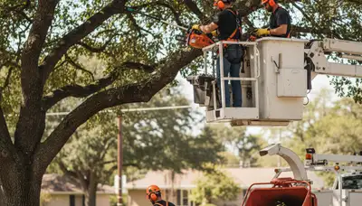 Atlanta, GA arborist performing tree pruning for safer, healthier trees on a residential property
