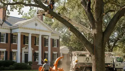 Atlanta, GA tree service crew providing professional tree removal and trimming for homeowners