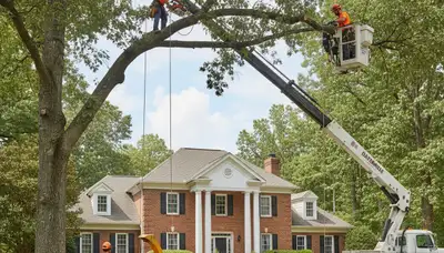 Tree service crew with climbing gear removing a tree in Atlanta, GA