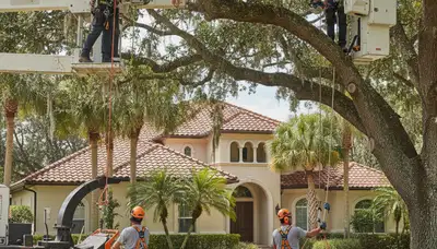 Atlanta, GA tree service crew removing a large tree for safe residential property maintenance