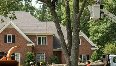 Atlanta, GA tree service crew removing a tree for safe, professional residential property cleanup