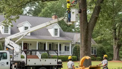 Atlanta, GA tree service crew removing a tree for safe residential property maintenance