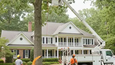 Atlanta GA tree service crew removing a large tree for safe residential tree removal