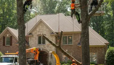 Atlanta, GA tree service crew removing a tree for safe residential property care