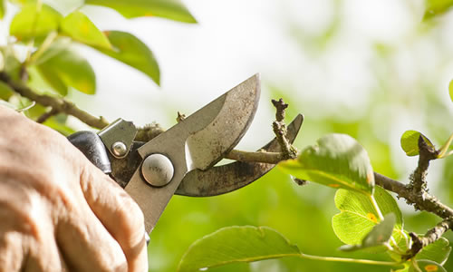 Tree Removal Atlanta - Tree Trimming in Atlanta, GA - Sesmas Tree Service